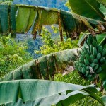 Biodiversité des bananes : une étude révèle le rôle crucial des espèces sauvages