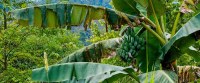 Biodiversité des bananes : une étude révèle le rôle crucial des espèces sauvages