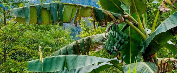 Biodiversité des bananes : une étude révèle le rôle crucial des espèces sauvages